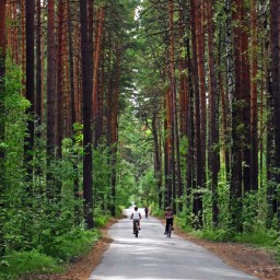 Леса в Соликамске получили статус городских