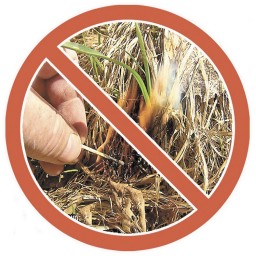 Категорически запрещается выжигание сухой травы.