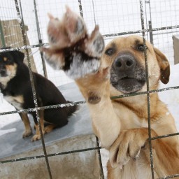 Соликамск получит больше денег на отлов собак