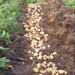 Картофель в сене