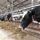 В Пермском крае предприятия по переработке молока смогут получить дополнительные субсидии