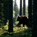 В Красновишерске медведь прогуливался прямо в центре города