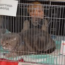 Выставка кошек "Город КИС" 16